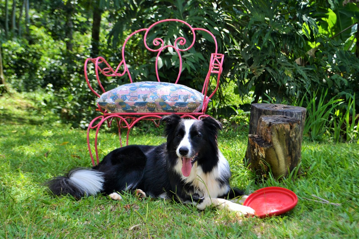 Pousada Pet Friendly