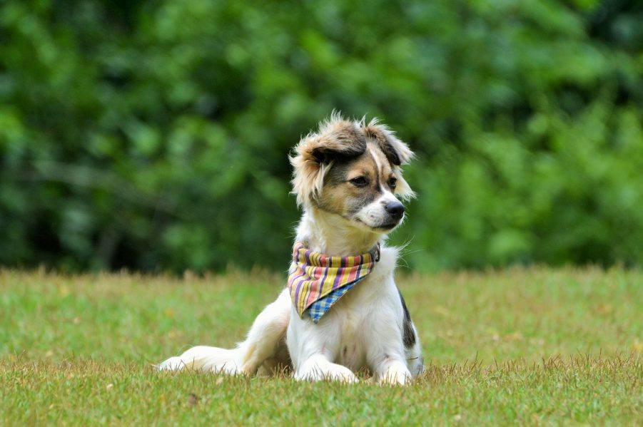 Pousada Pet Friendly