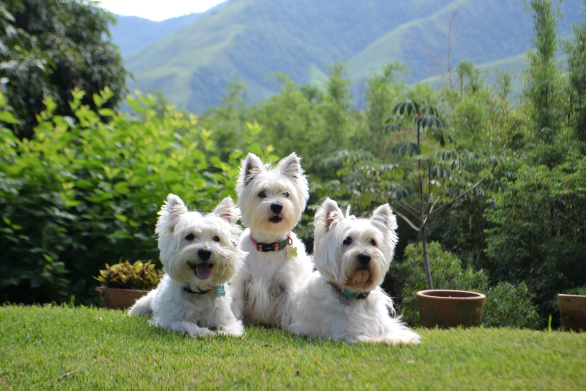 Pousada Pet Friendly